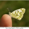 pontia chloridice female2